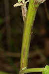 Lesser burdock